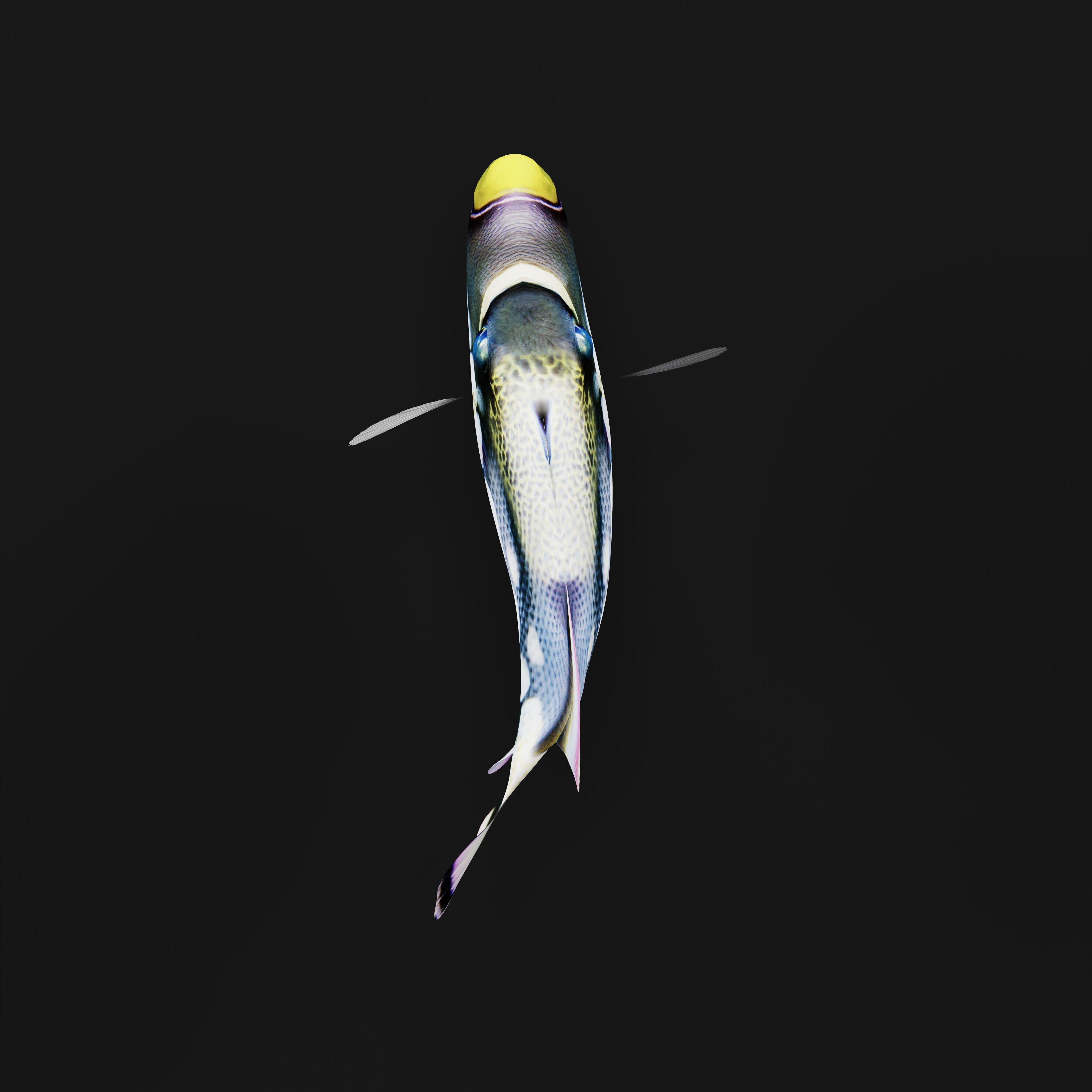 Clown Trigger Fish Low-poly 3D model_36