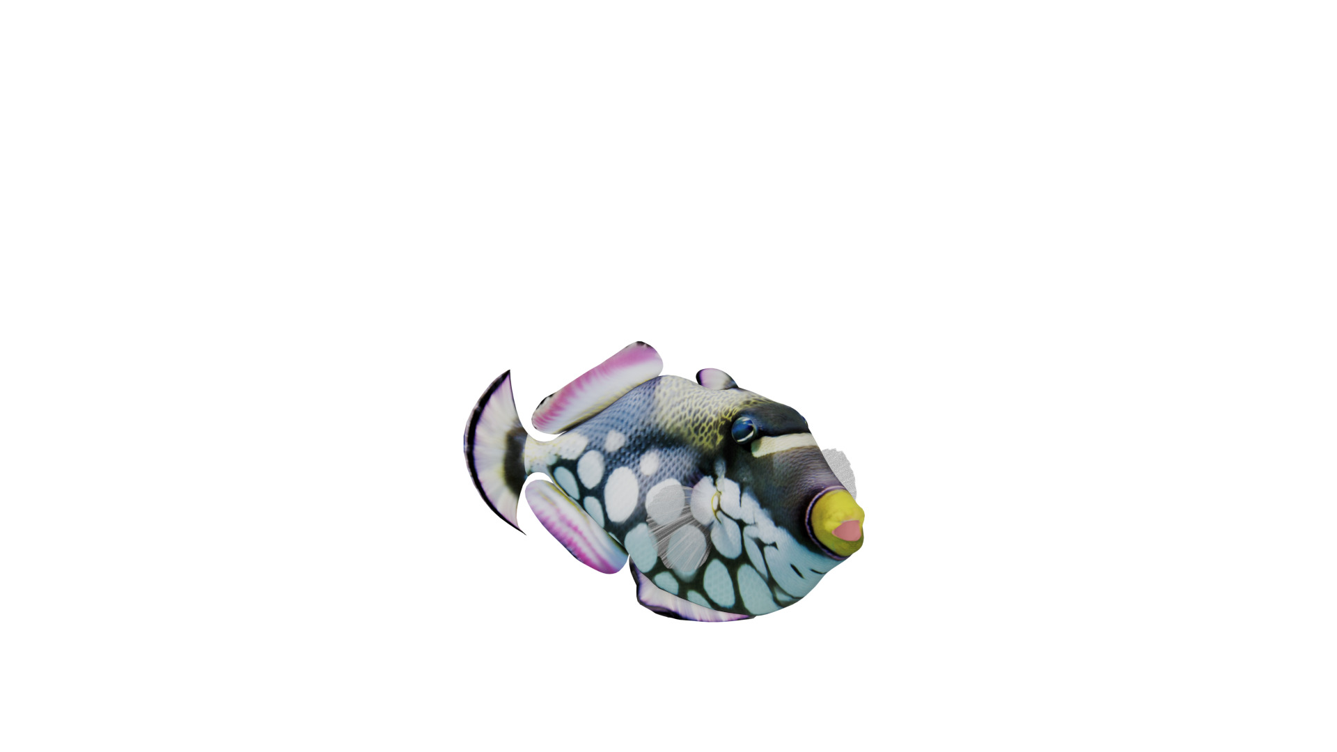 Clown Trigger Fish Low-poly 3D model_33