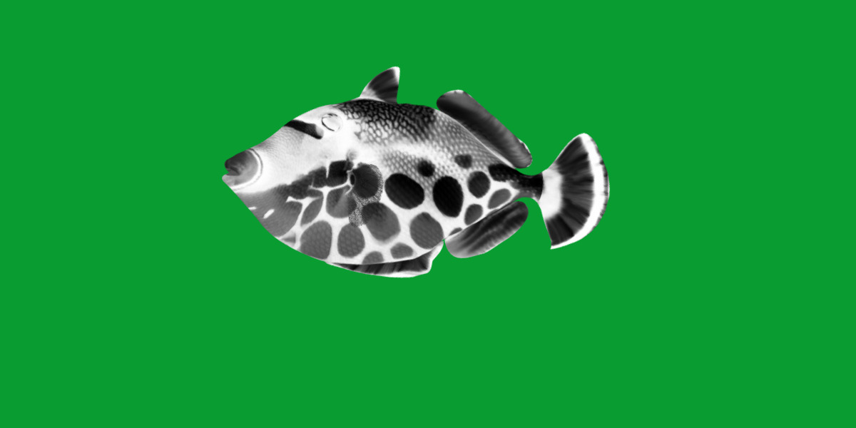 Clown Trigger Fish Low-poly 3D model_6
