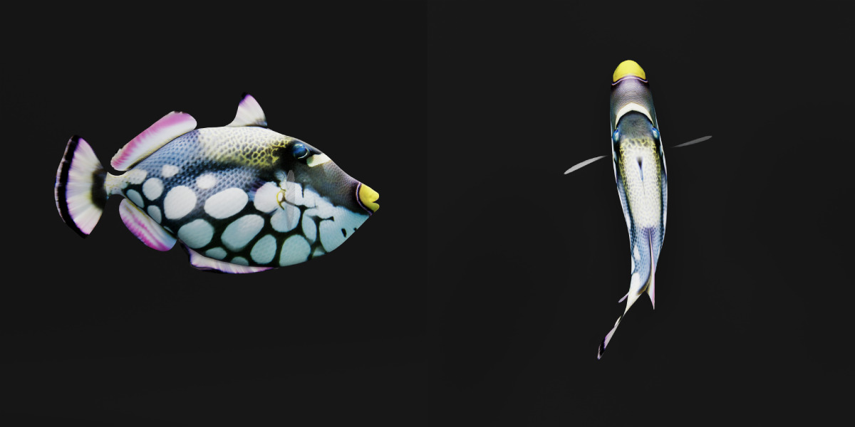 Clown Trigger Fish Low-poly 3D model_30
