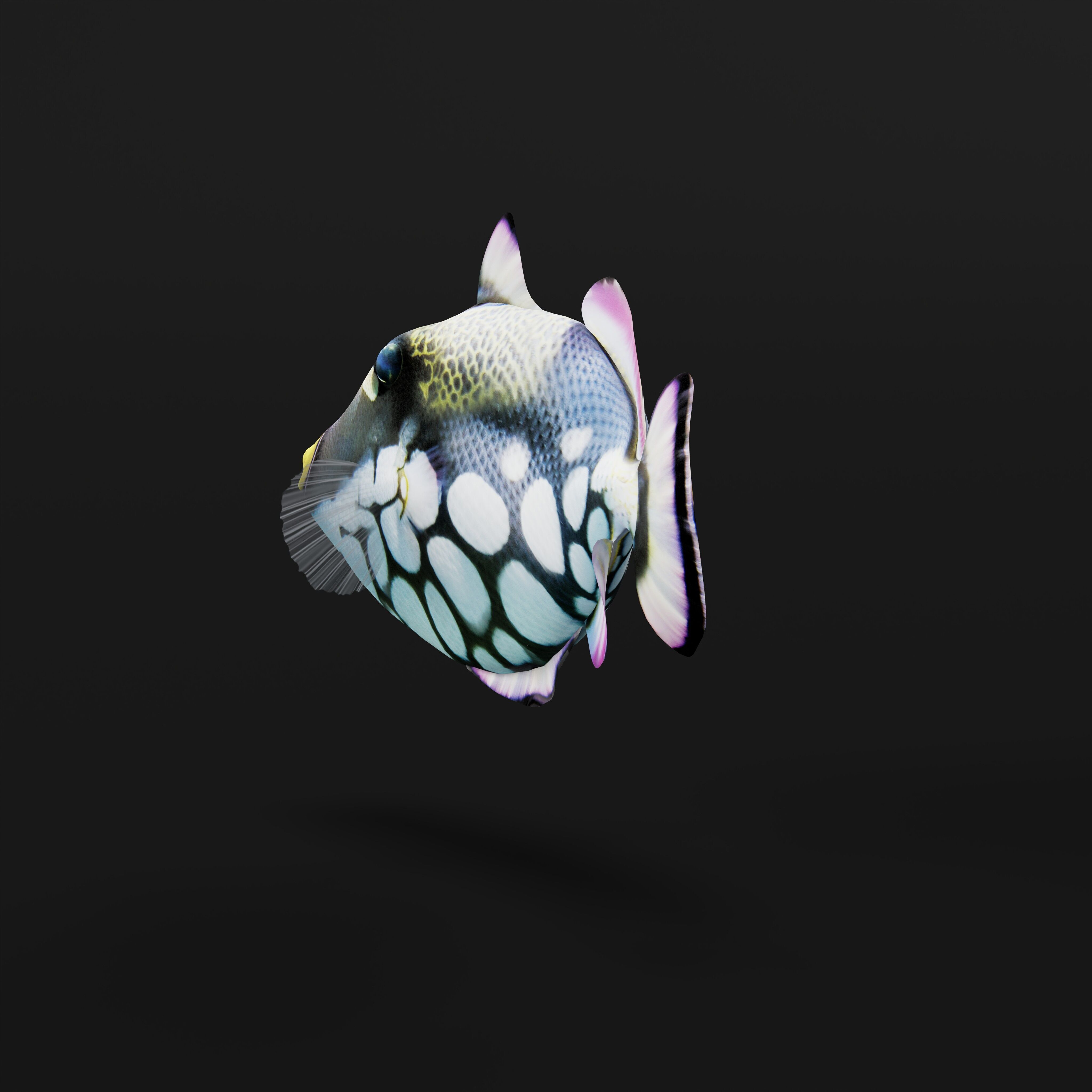 Clown Trigger Fish Low-poly 3D model_38