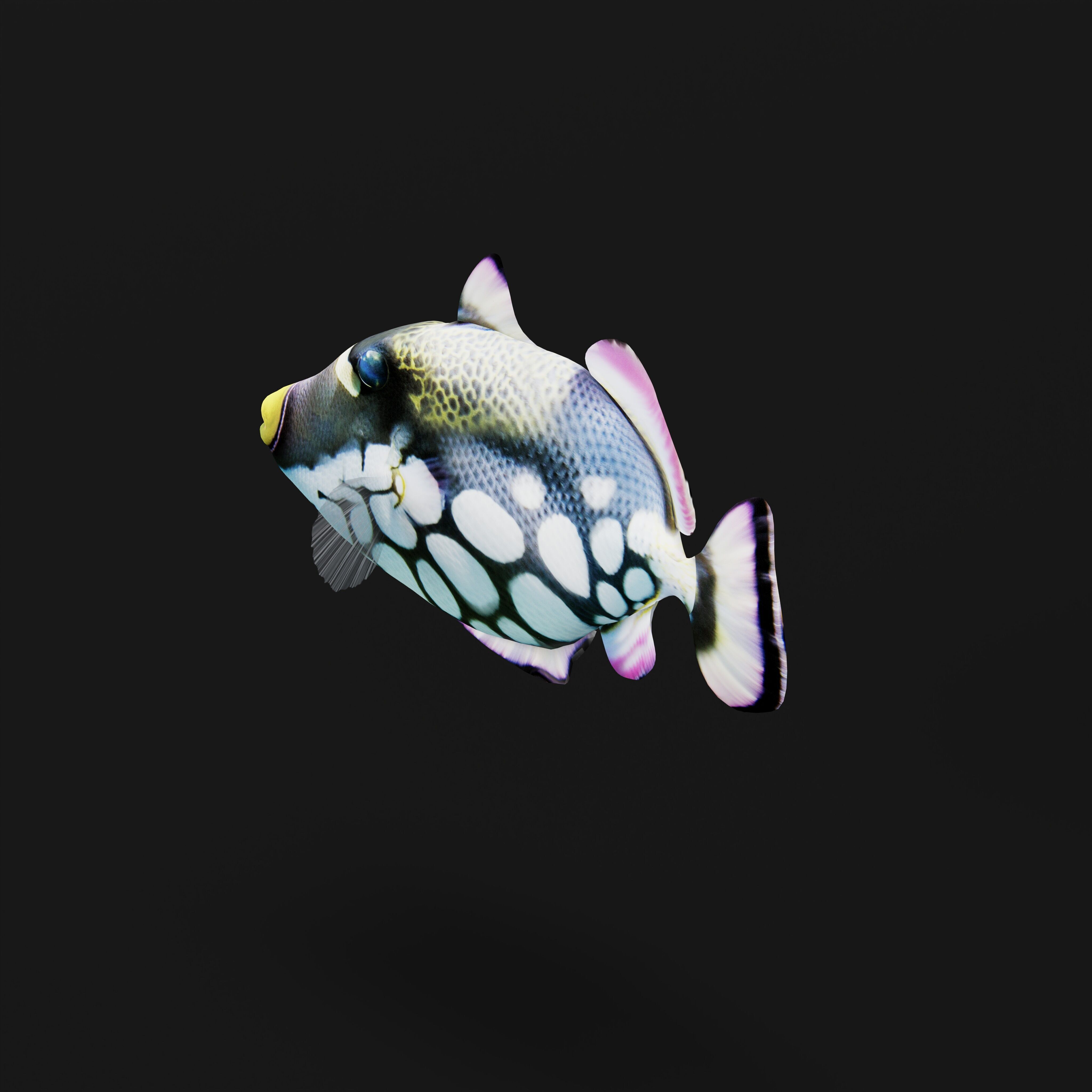 Clown Trigger Fish Low-poly 3D model_39