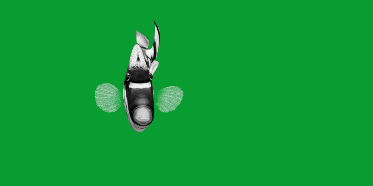 Clown Trigger Fish Low-poly 3D model_8