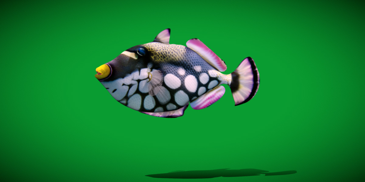 Clown Trigger Fish Low-poly 3D model_4