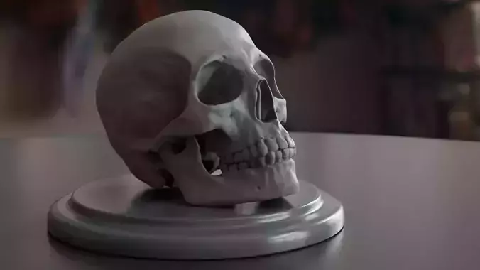 3D-printable male human skull model