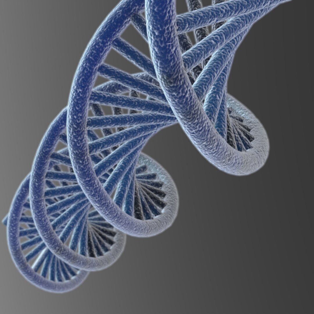 3D DNA model Low-poly 3D model_5
