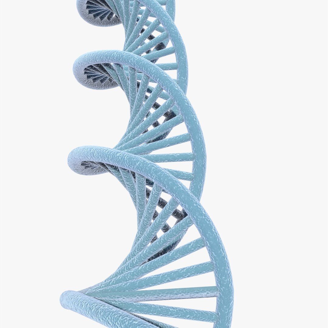 3D DNA model Low-poly 3D model_3