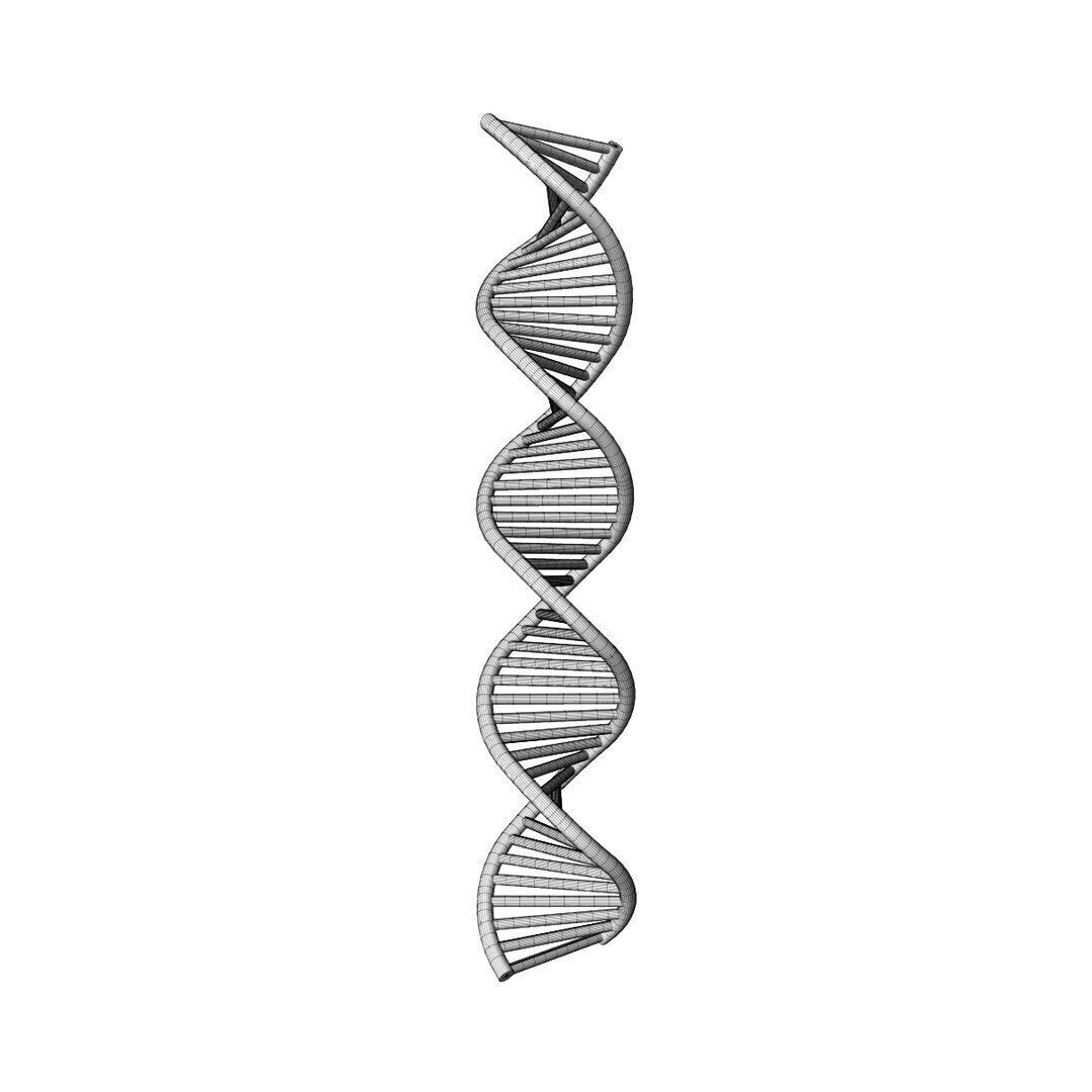 3D DNA model Low-poly 3D model_7