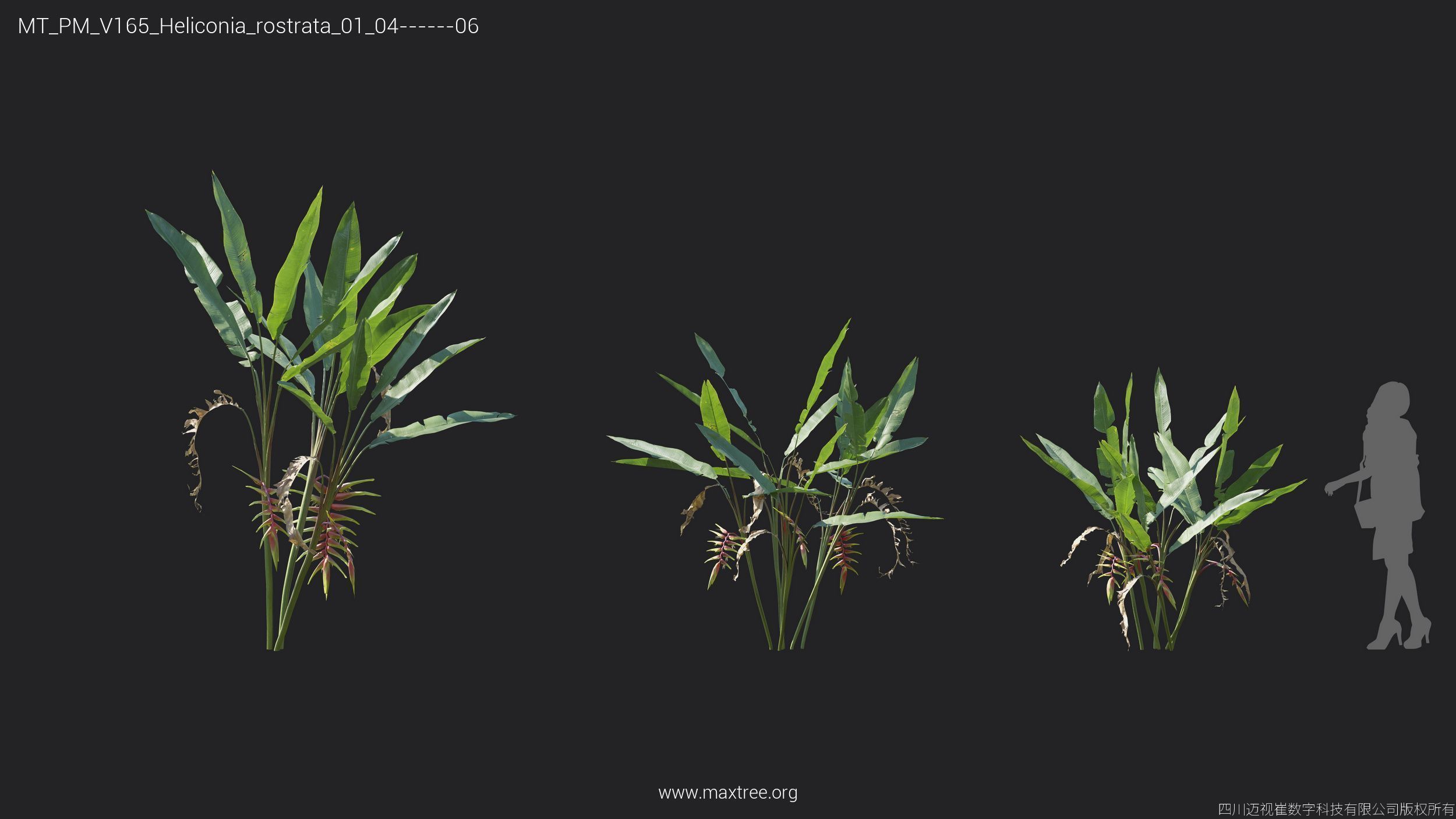 Maxtree Plant Models Vol 165 - Mesh 3D model_16