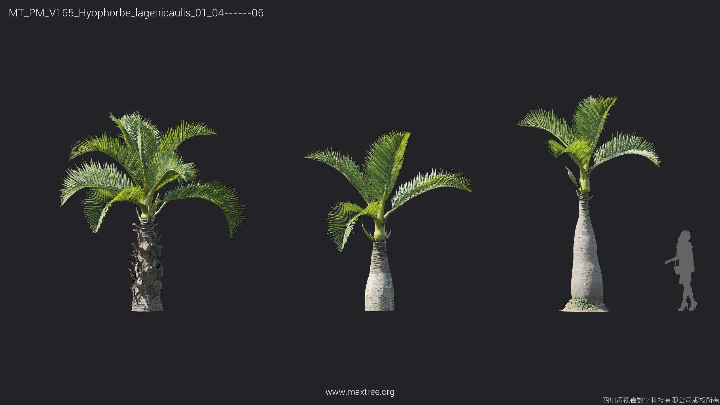 Maxtree Plant Models Vol 165 - Mesh 3D model_18