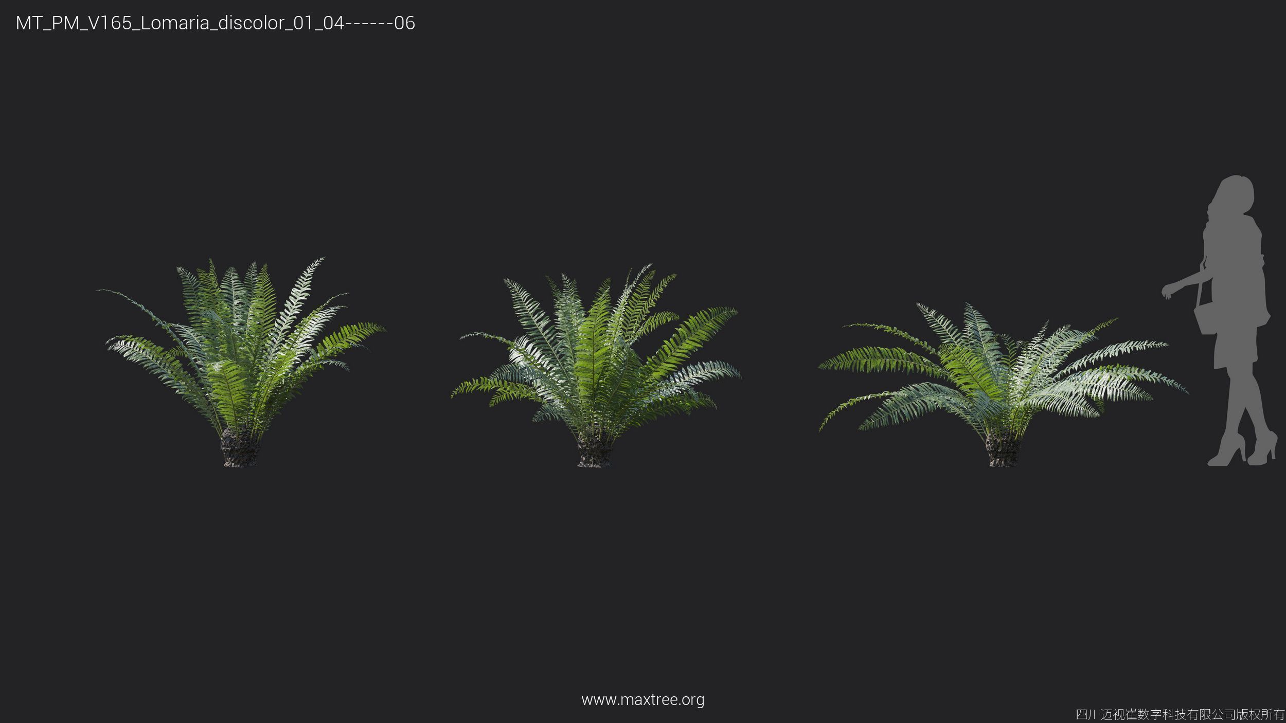 Maxtree Plant Models Vol 165 - Mesh 3D model_20