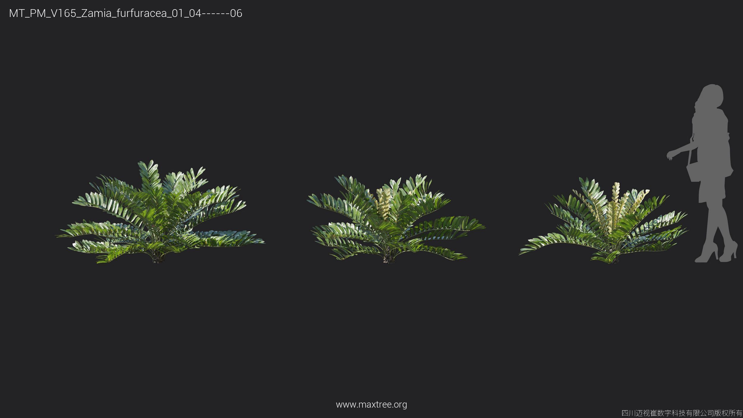 Maxtree Plant Models Vol 165 - Mesh 3D model_28
