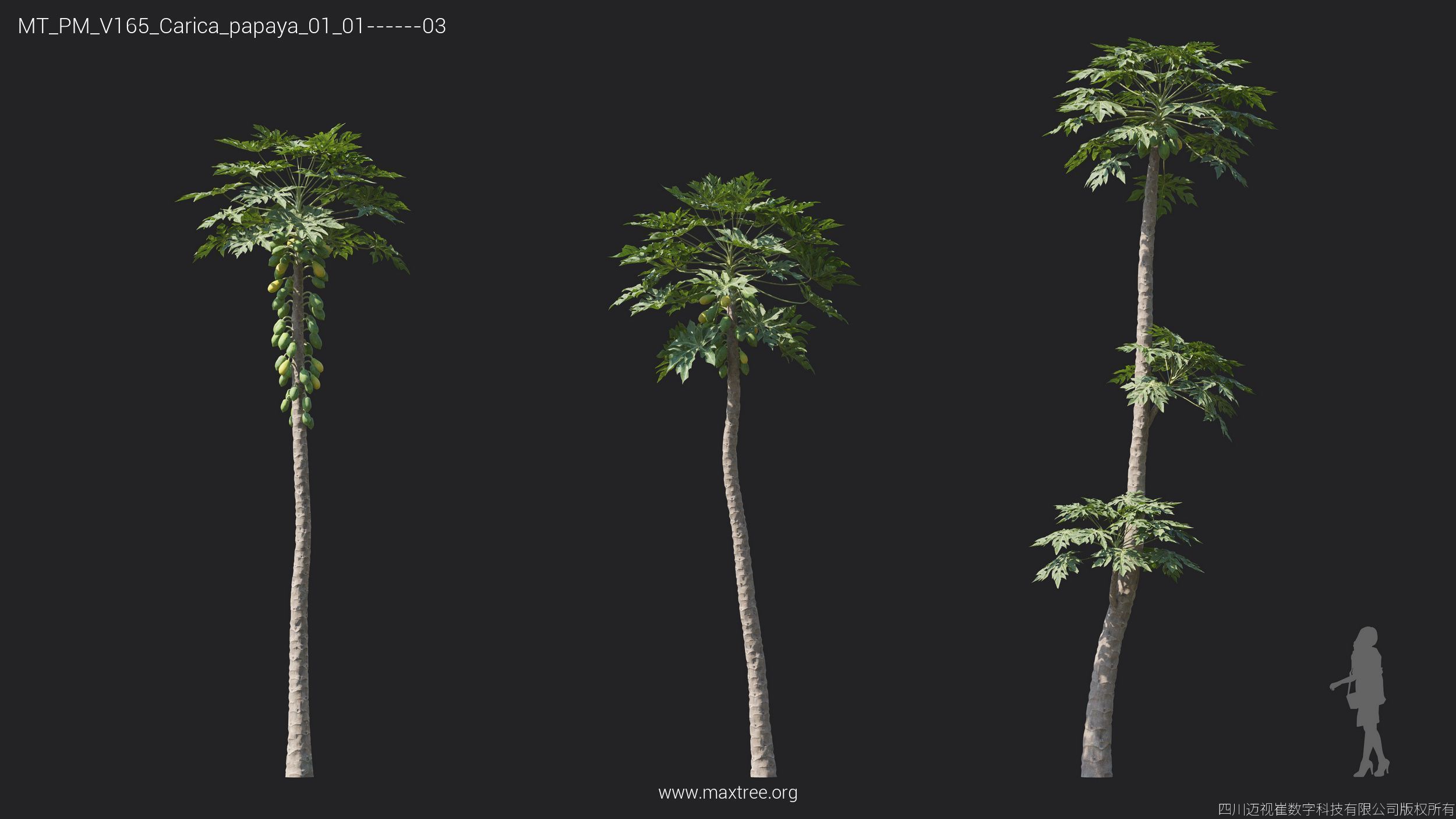 Maxtree Plant Models Vol 165 - Mesh 3D model_11