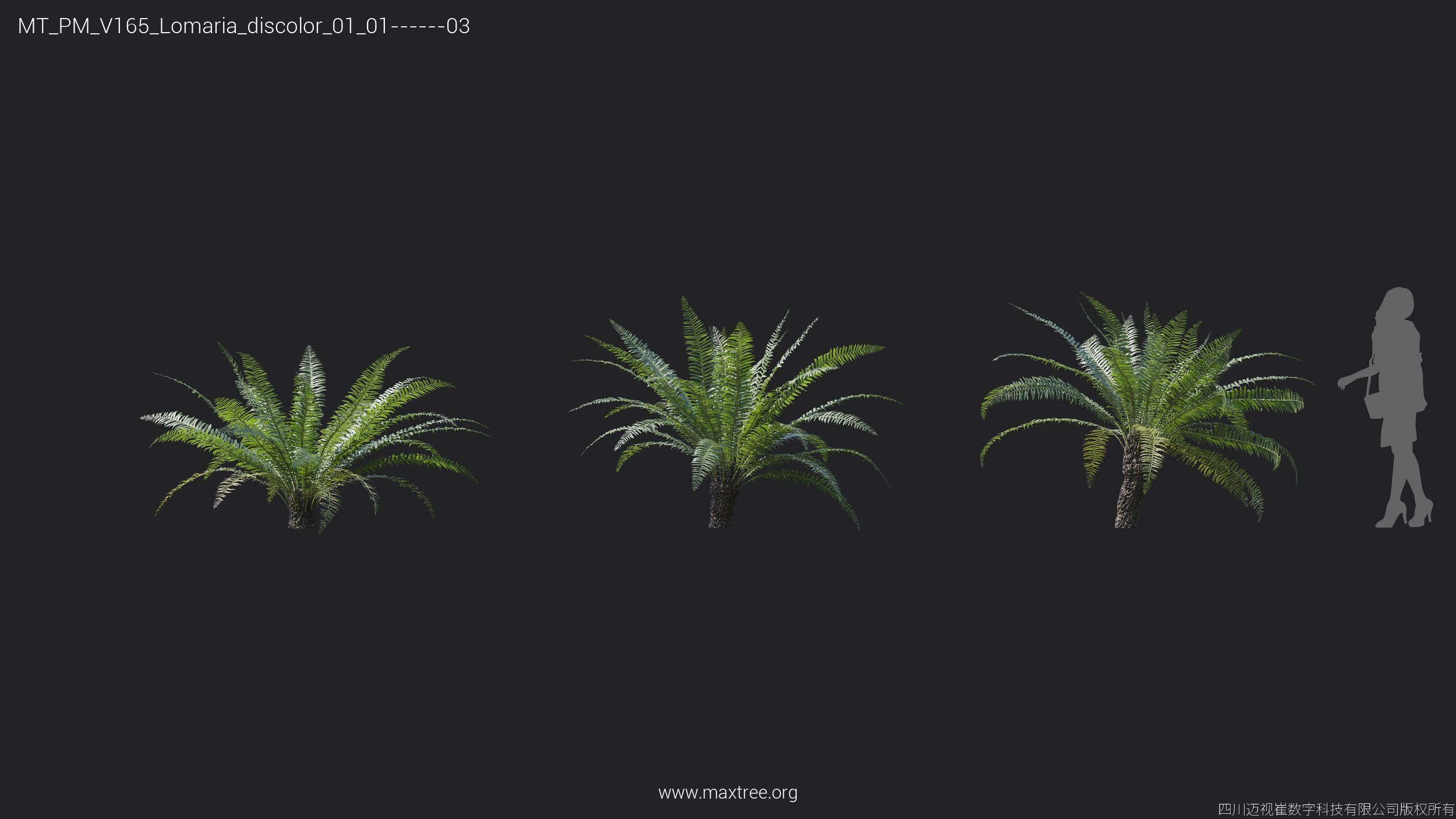 Maxtree Plant Models Vol 165 - Mesh 3D model_19