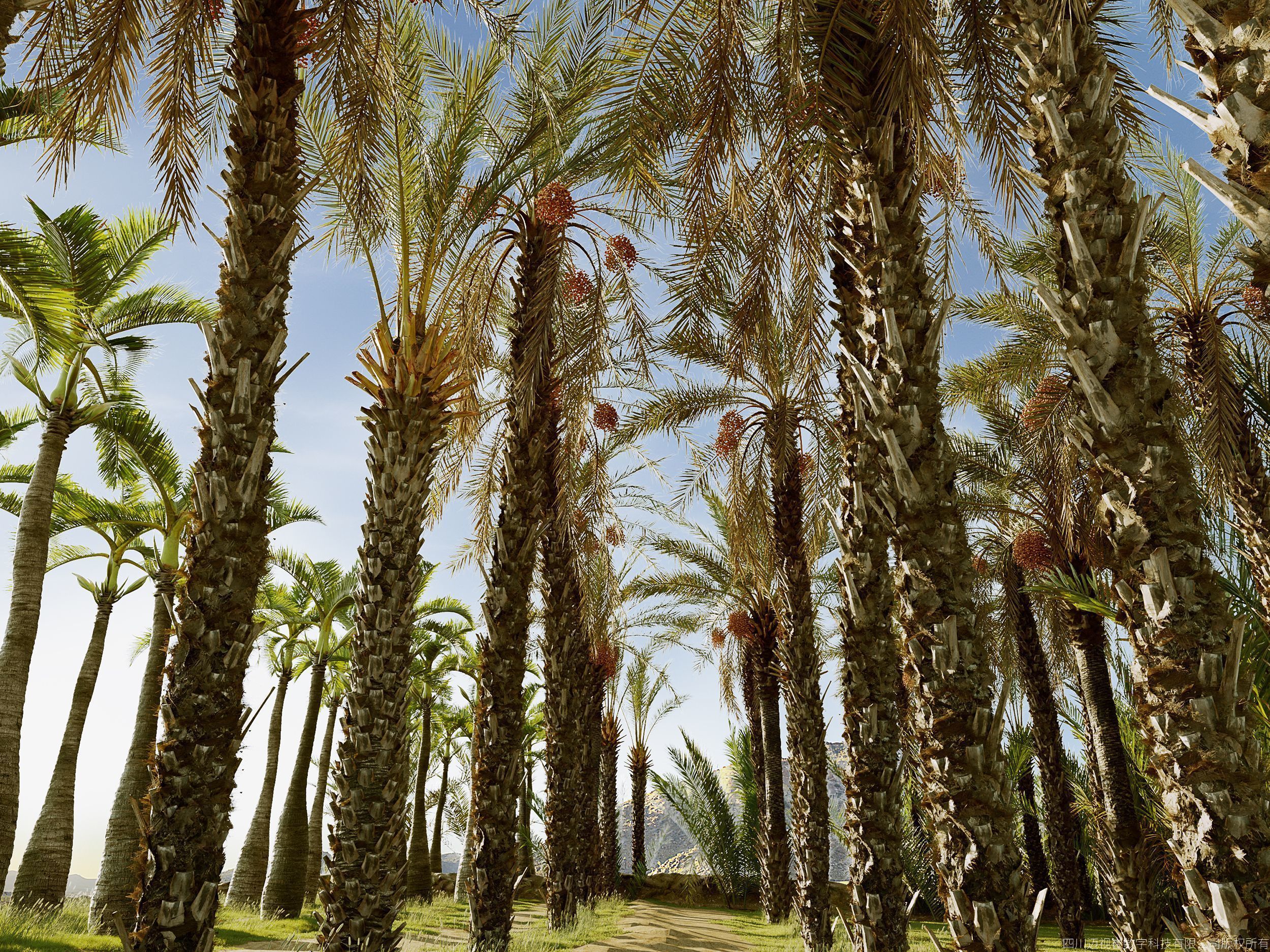 Maxtree Plant Models Vol 165 - Mesh 3D model_3