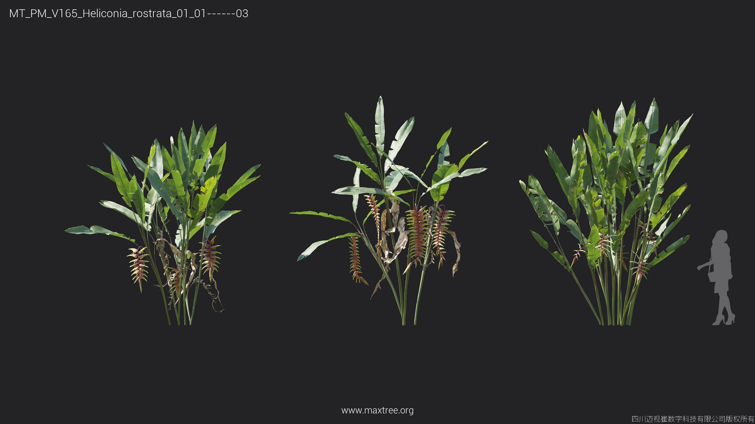 Maxtree Plant Models Vol 165 - Mesh 3D model_15