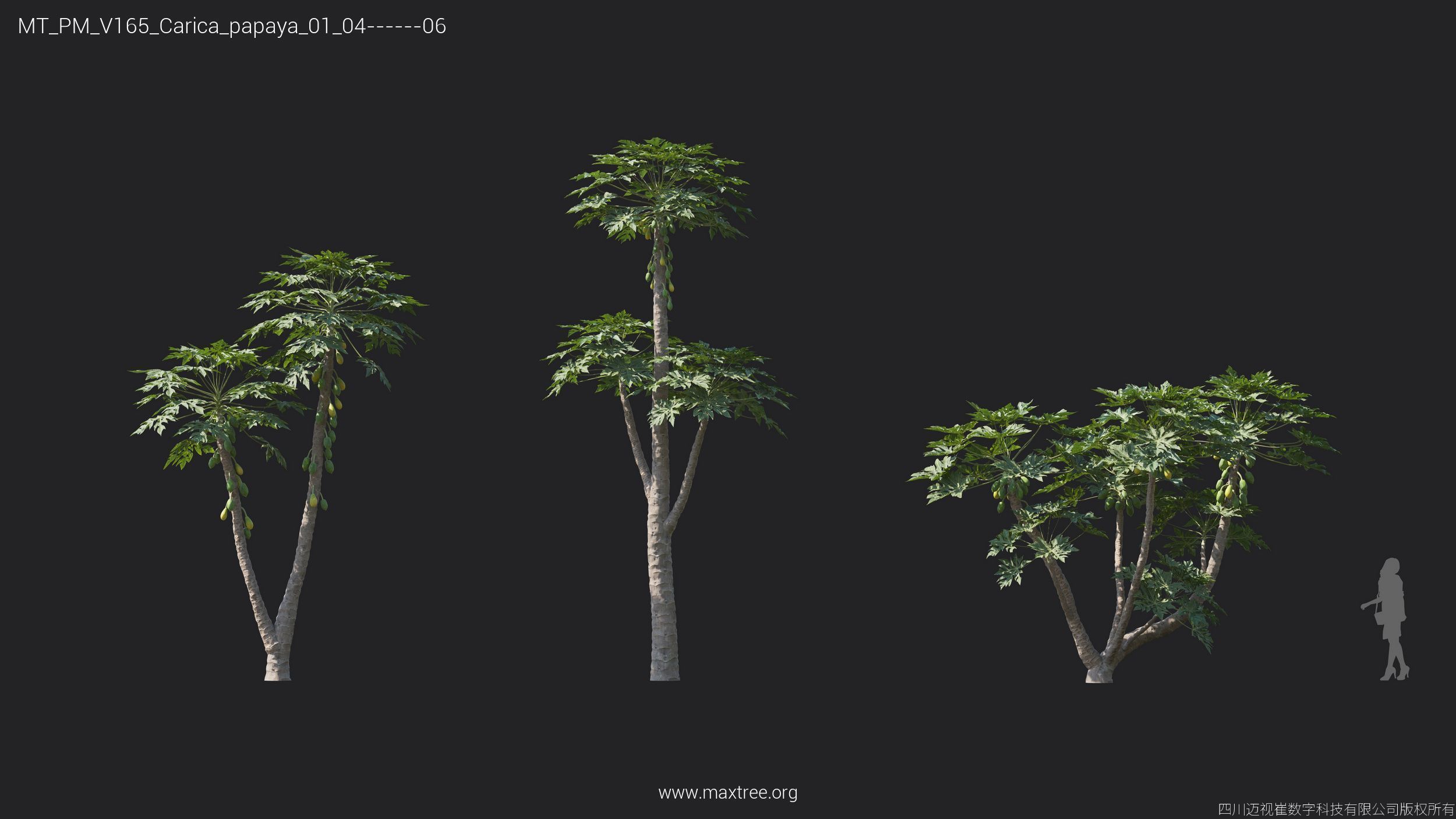 Maxtree Plant Models Vol 165 - Mesh 3D model_12