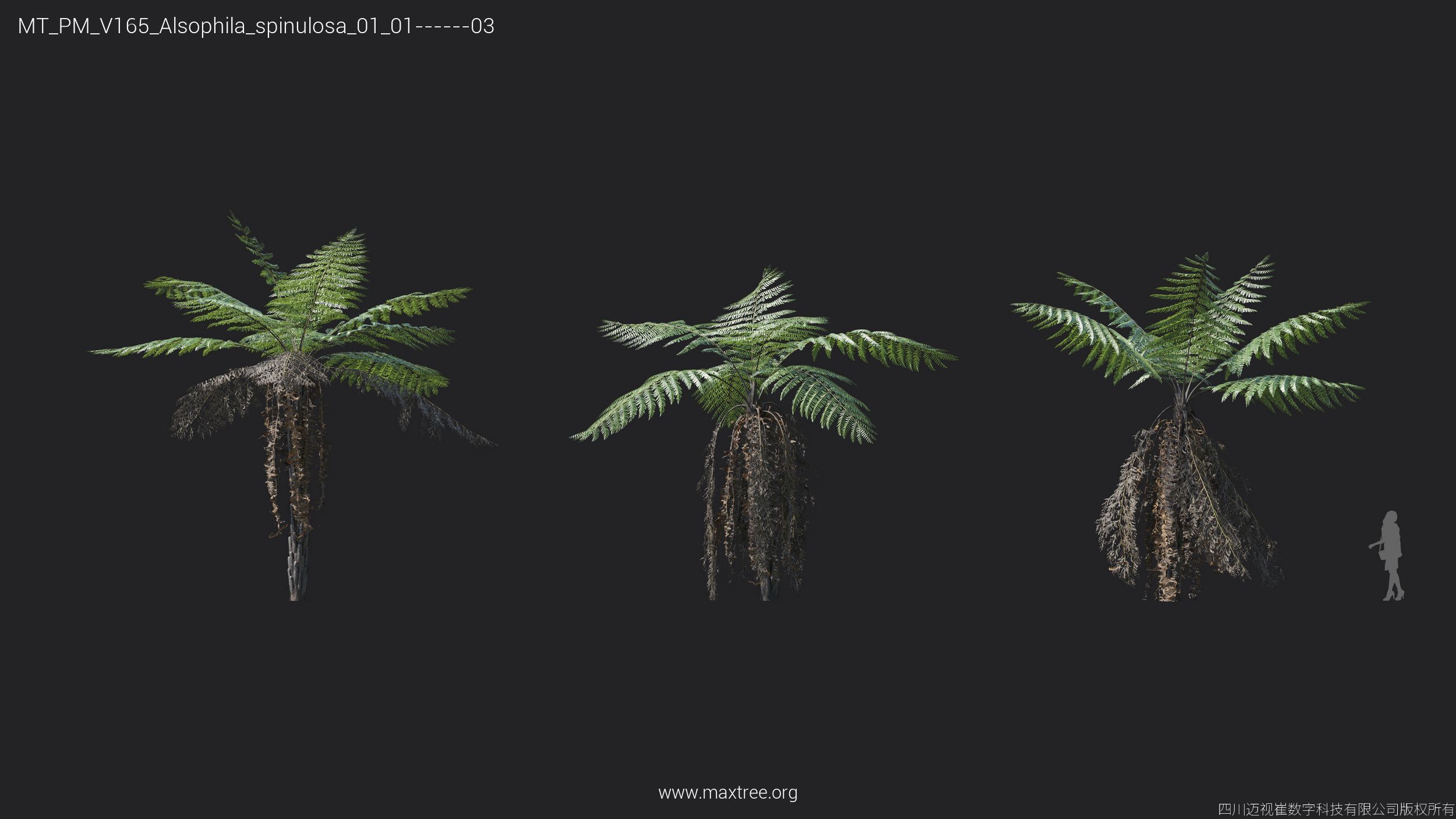 Maxtree Plant Models Vol 165 - Mesh 3D model_5