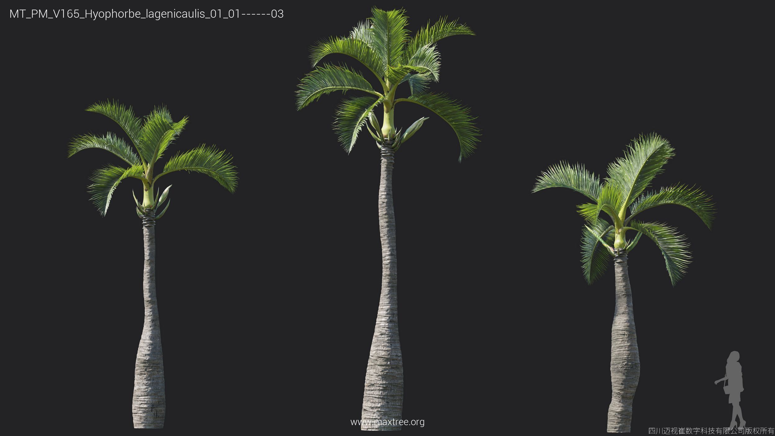 Maxtree Plant Models Vol 165 - Mesh 3D model_17