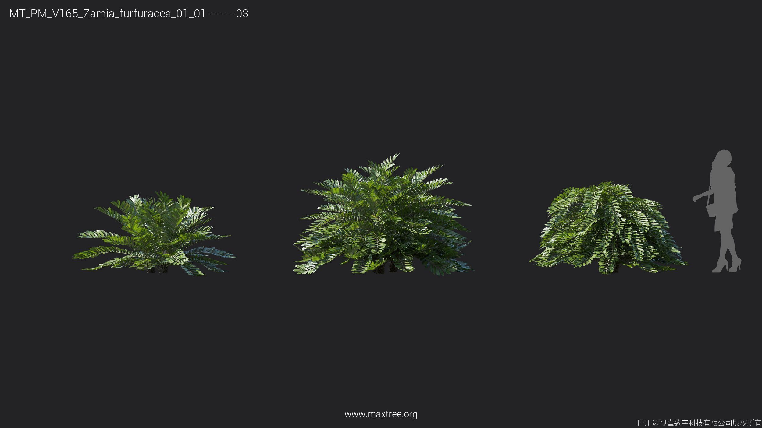Maxtree Plant Models Vol 165 - Mesh 3D model_27
