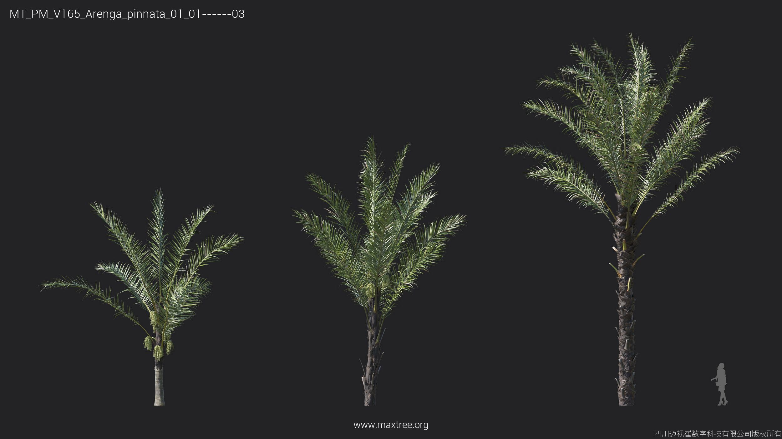 Maxtree Plant Models Vol 165 - Mesh 3D model_7