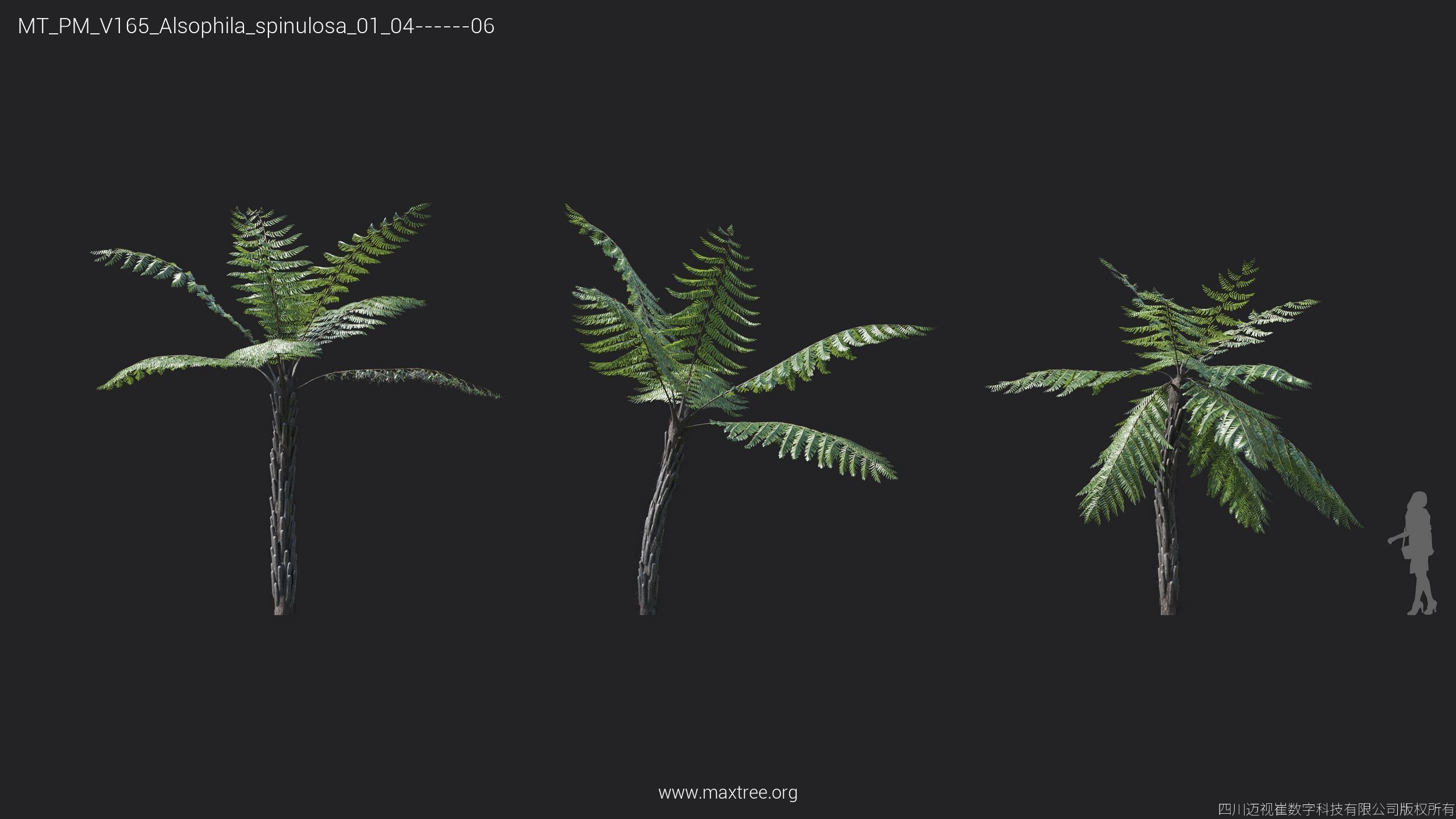Maxtree Plant Models Vol 165 - Mesh 3D model_6