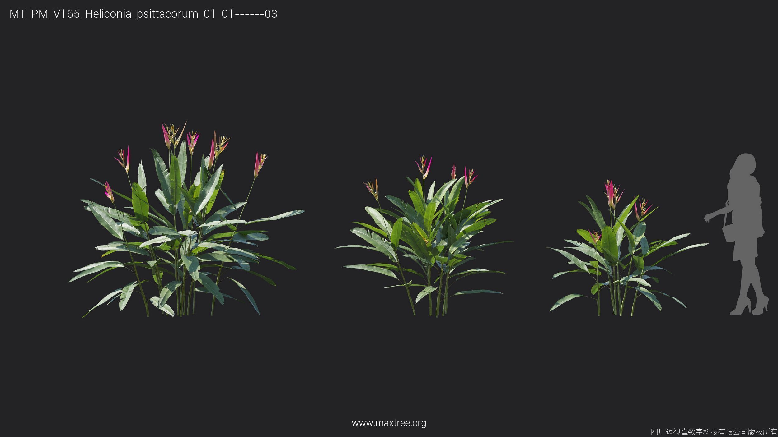 Maxtree Plant Models Vol 165 - Mesh 3D model_13