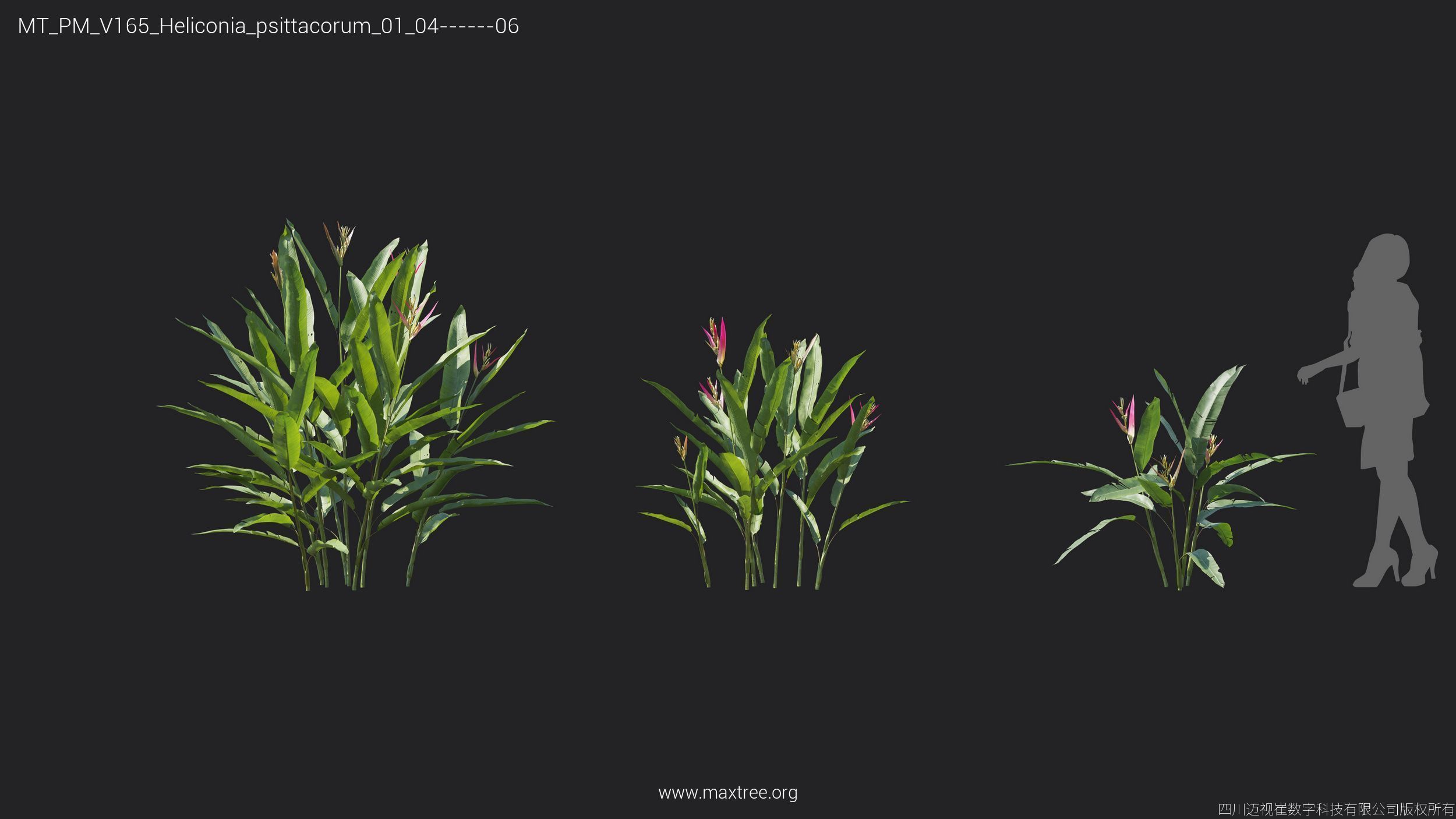 Maxtree Plant Models Vol 165 - Mesh 3D model_14