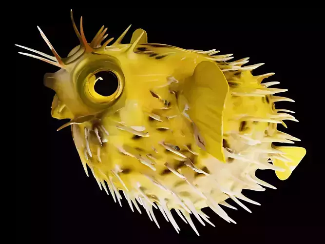 Puffer fish 3D model