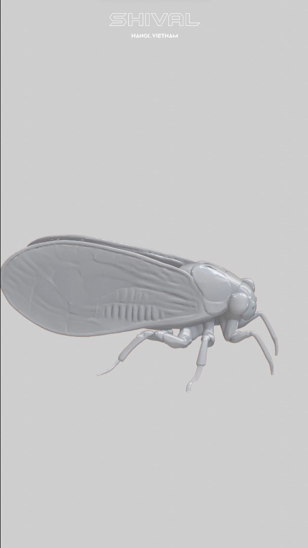 Cicadas 3D Free Free 3D print model_2