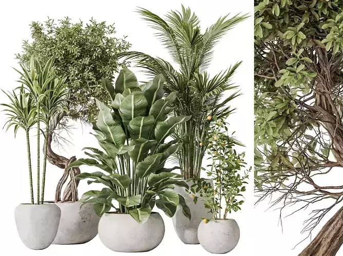 AV Indoor plants set 197 Ficus Bonsai Ginseng and Lemon and Palm