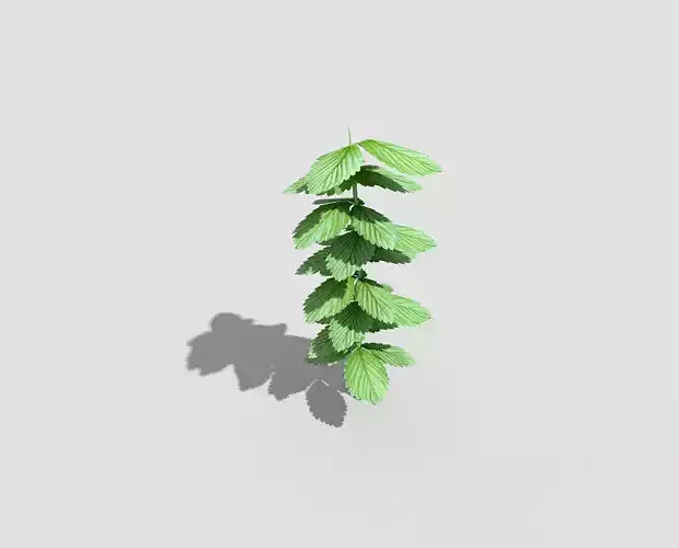 Low poly Plant mint