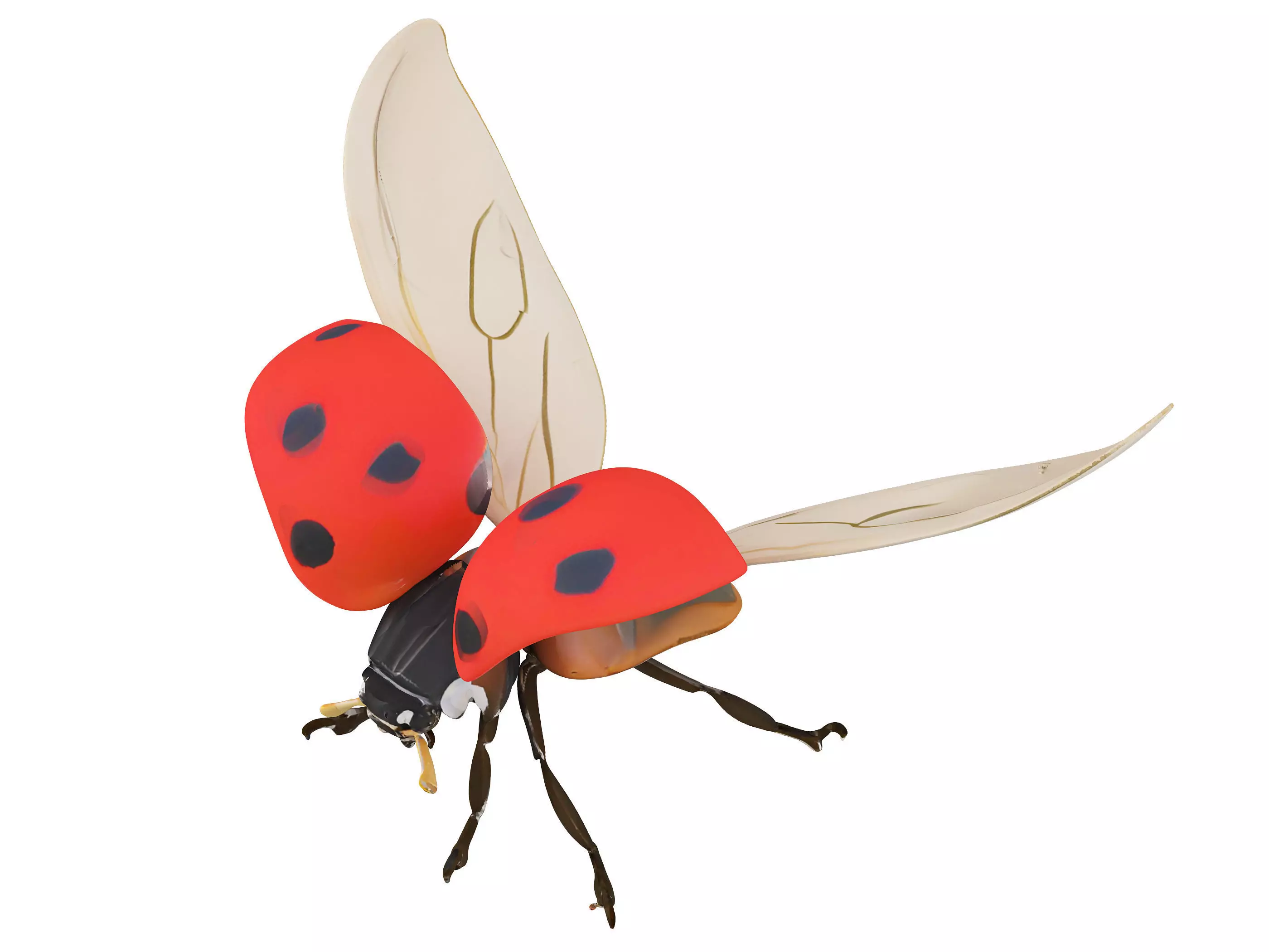 Coccinella 3D model