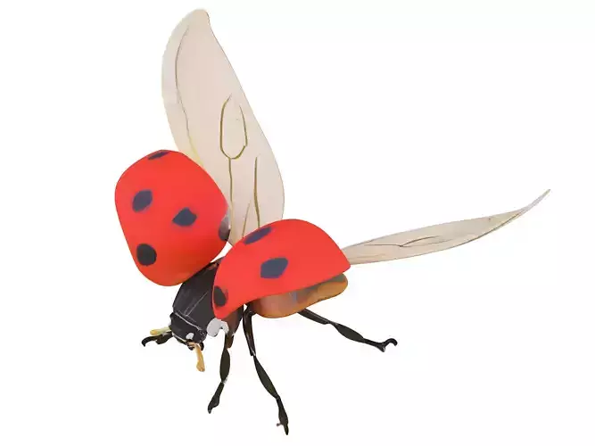Coccinella 3D model