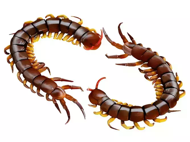 Centipede