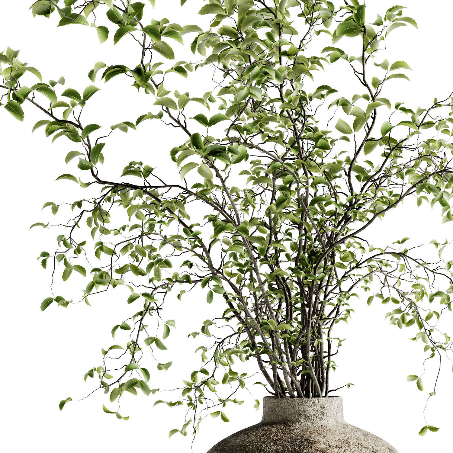 Arbor Bouquet 17 3D model_2