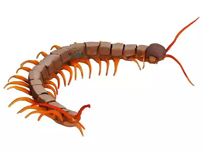 Centipede
