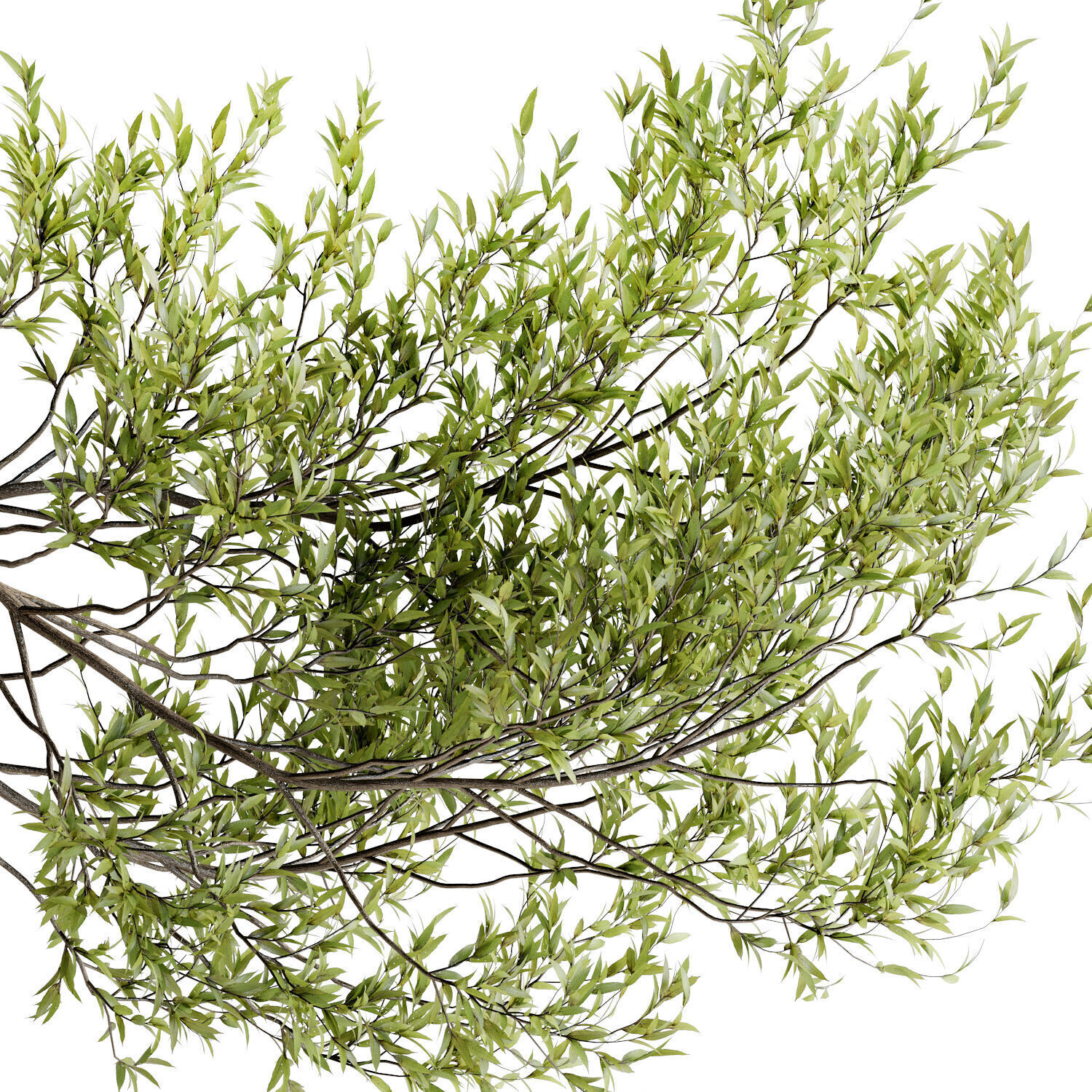 Tree branch bouquet inserted into celadon ceramic pot  3D model_3