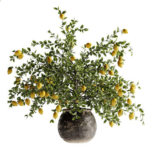 indoor bonsai plant 82  3D model
