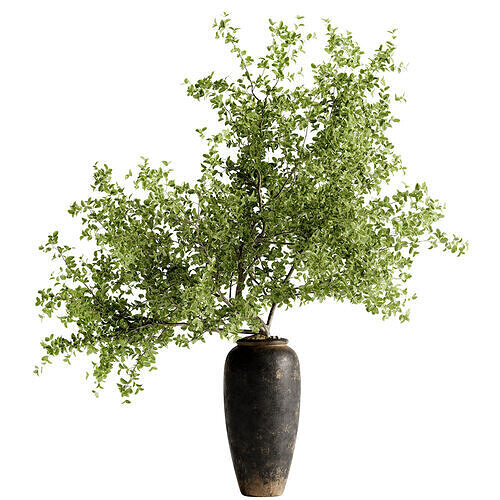 Indoor Bonsai Plants 83  3D model