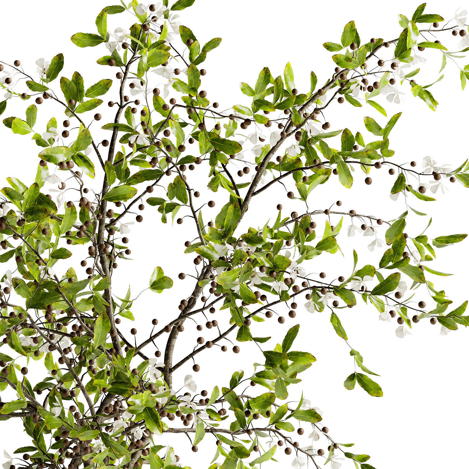 Bouquet of twigs in a terracotta pot 22  3D model_3