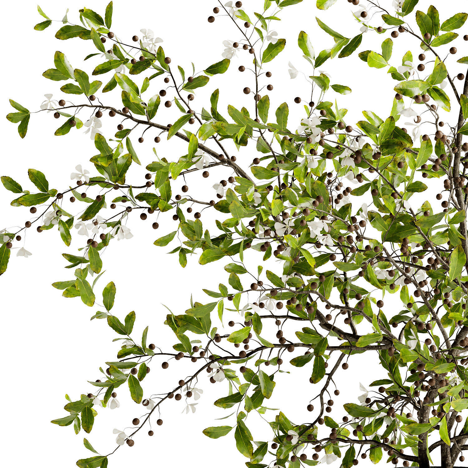 Bouquet of twigs in a terracotta pot 22  3D model_4