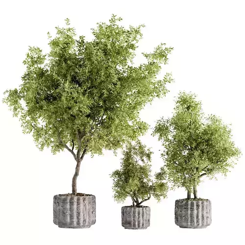 Indoor Bonsai Plants 95  3D model
