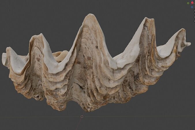 Giant ruffled clam shell
