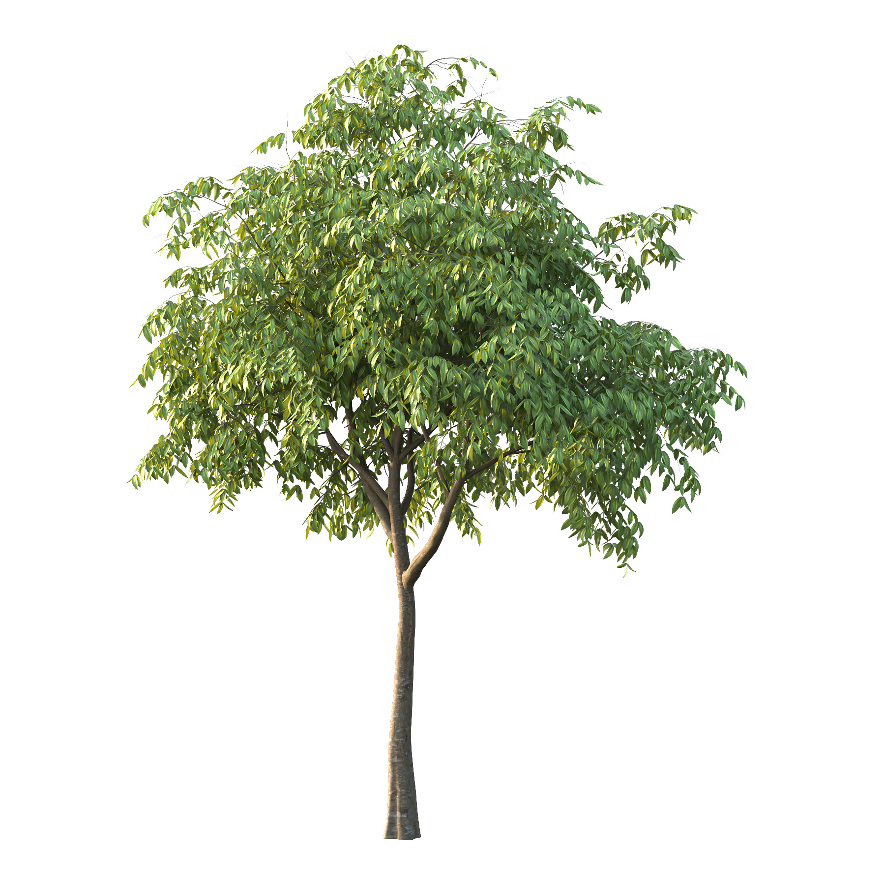 Cinnamomum burmannii Tree 01 3D model_2