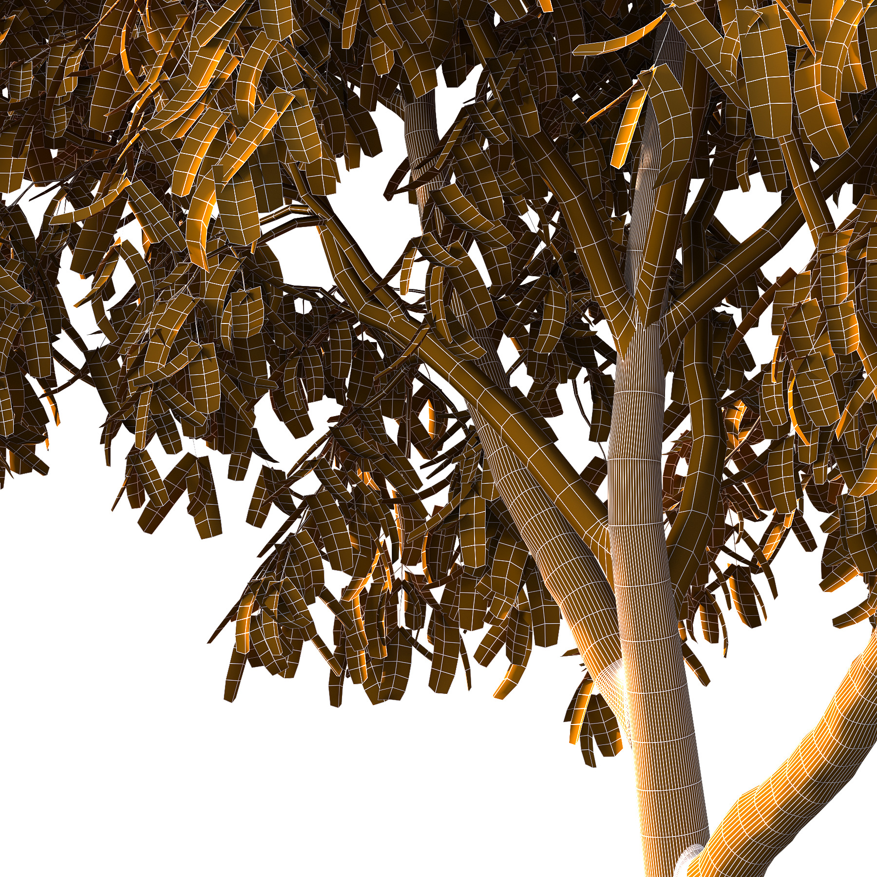 Cinnamomum burmannii Tree 01 3D model_5