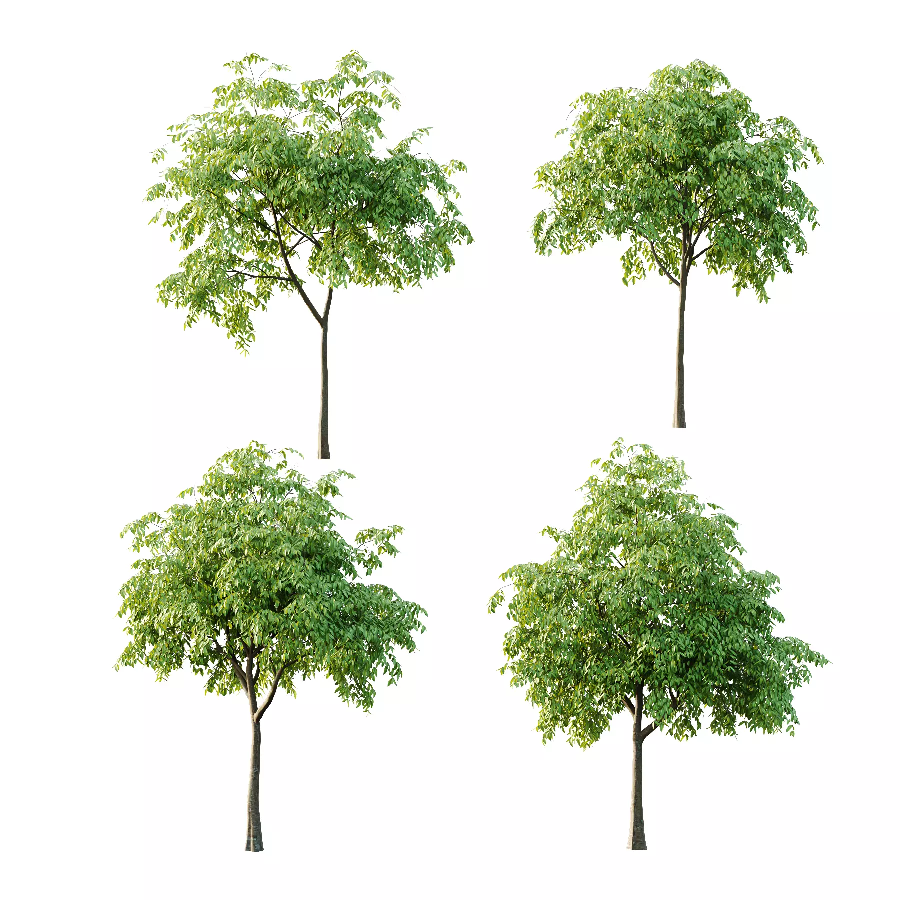 Cinnamomum burmannii Tree 01 3D model_0