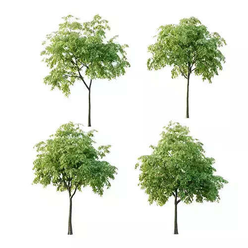 Cinnamomum burmannii Tree 01 3D model Cinnamomum burmannii Tree 01 3D model