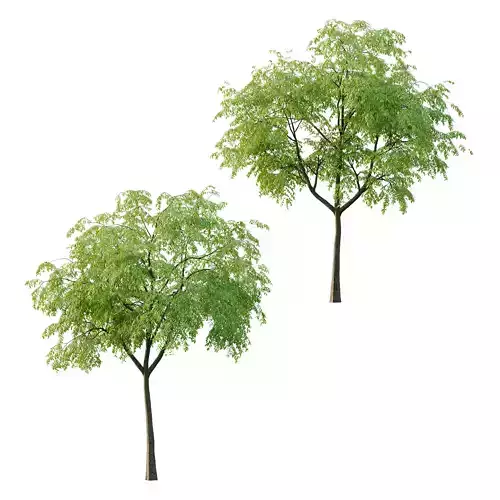 Cinnamomum burmannii Tree 02