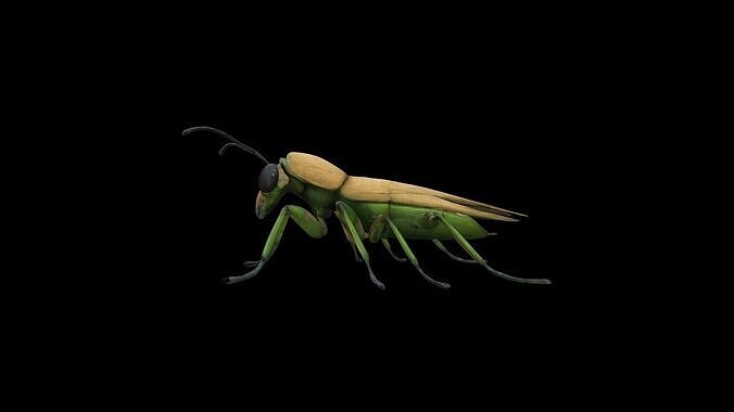 High Render The bamboo weevil is a small beetle 3D model